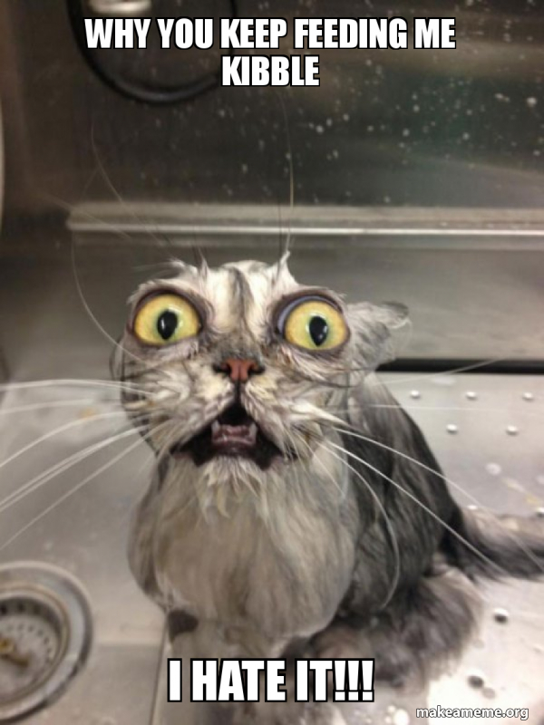 Wet cat says she hates kibble