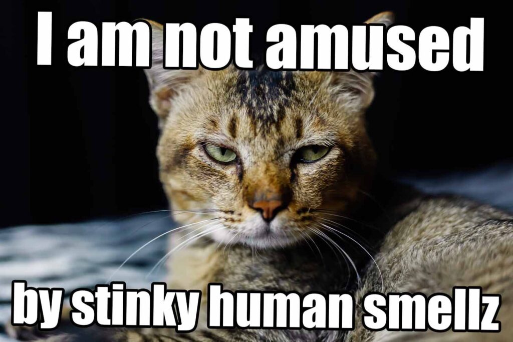 cat is not amused by stinky human smells