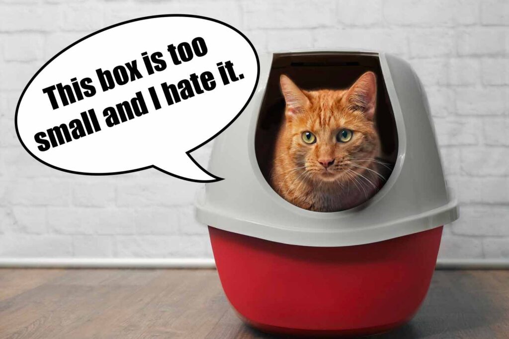 cat in covered litter box saying it is too small, one of many common litter box mistakes